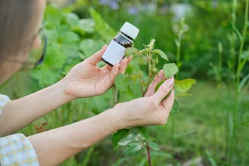 Bottle with chemical insecticide in the gardeners hand close-up, background pest-infested aphids...