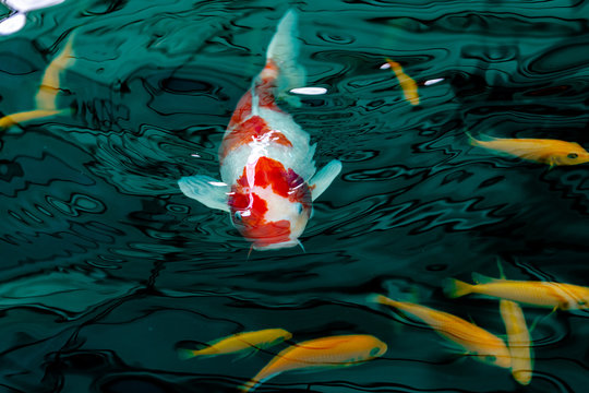 Koi Fish , Colorful carps fish are swimming in water	
