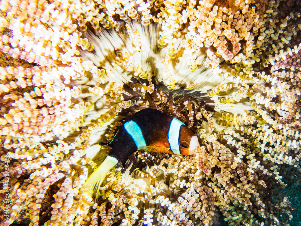 Wall mural A Clark's Anemonefish (Amphiprion clarkii) nested in the coral.  Scuba diving in Anilao, Batangas, Philippines