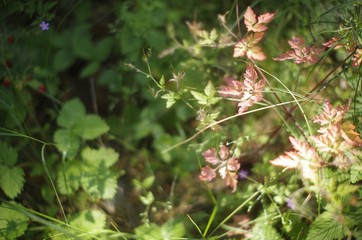 flowers in the garden
