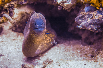 Giant Moray Eel ((Gymnothorax javanicus), with shrimp.  Scuba diving in Puerto Galera, Philippines.