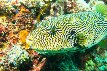 Close up of a puffer fish  swimming around coral in Puerto Galera, Philippines