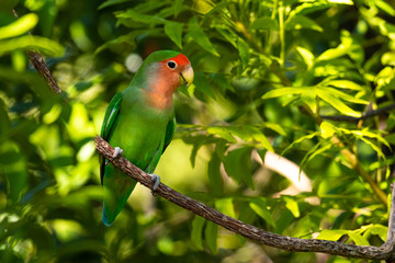 Rosenköpfchen (Agapornis roseicollis)
