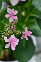 あじさい（ダンスパーティー）