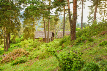 Obraz premium Nature forest landscape and wooden huts