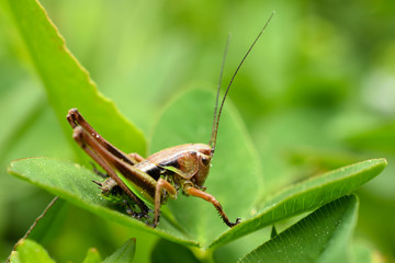 Little grasshopper in grass