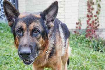 Dog German Shepherd in a city in a day
