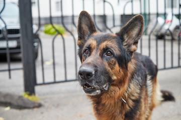 Dog German Shepherd in a city in a day