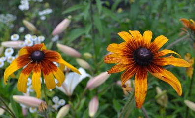  Rudbeckia on the background of green leaves