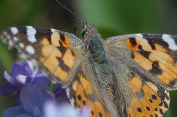 Macro shooting. Butterfly nymphelid species Vanessa cardui. Made a long flight to the north - battered. The background is blurred. The focus area is narrow.