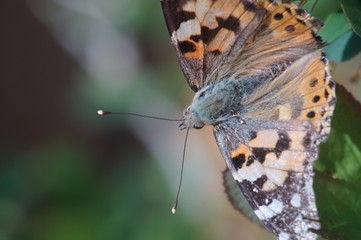 Obraz premium Macro shooting. Butterfly nymphelid species Vanessa cardui. Made a long flight to the north - battered. The background is blurred. The focus area is narrow.