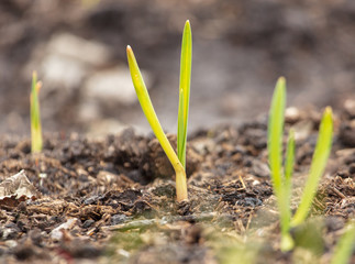 Garlic grows from the ground in spring