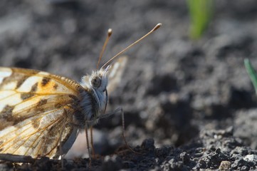 Macro shooting. Butterfly nymphelid species Vanessa cardui. Made a long flight to the north - battered. The background is blurred. The focus area is narrow.