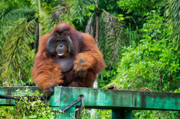 Male Orangutan at The Borneo Orangutan Survival Foundation project in Samboja, Kalimantan,...
