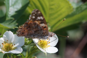 Macro shooting. Butterfly nymphelid species Vanessa cardui. Made a long flight to the north - battered. The background is blurred. The focus area is narrow.