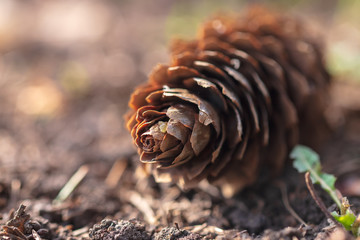 Cone with a Christmas tree lies on the ground in spring