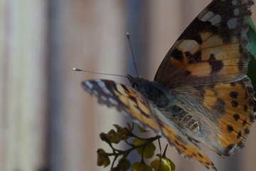 Macro shooting. Butterfly nymphelid species Vanessa cardui. Made a long flight to the north -...