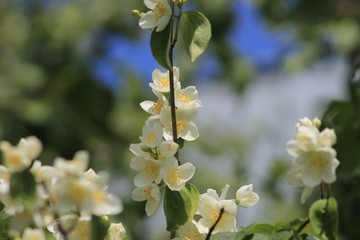 white flowers of a tree