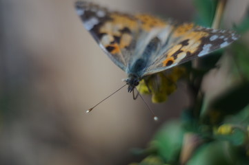 Macro shooting. Butterfly nymphelid species Vanessa cardui. Made a long flight to the north - battered. The background is blurred. The focus area is narrow.