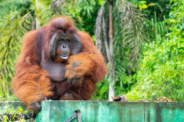 Male Orangutan at The Borneo Orangutan Survival Foundation project in Samboja, Kalimantan, Indonesia. His name is Romeo.