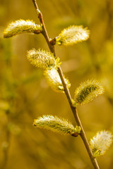 Yellow flowers on the branches of willow