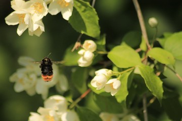 bee on flower