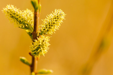 Yellow flowers on the branches of willow