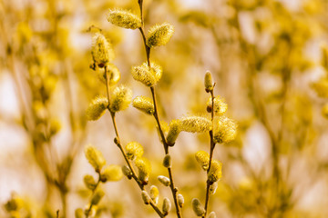Yellow flowers on the branches of willow