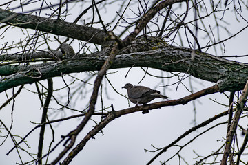 Natural background, tree branches without leaves, fallen greens, bare trunks. Spring and autumn