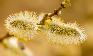Yellow flowers on the branches of willow © schankz