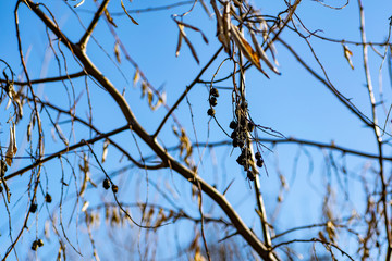 Natural background, tree branches without leaves, fallen greens, bare trunks. Spring and autumn