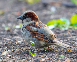 Sparrow playing in the ground in nature