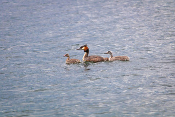 Great Crested Grebe on a quiet Lake at afternoon in Summer