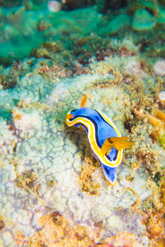 Blue and yellow nudibranch (Anna's Chromodoris, Chromodoris Annae) in Anilao, Batangas, Philippines. Diving pictures of popular underwater slugs. 