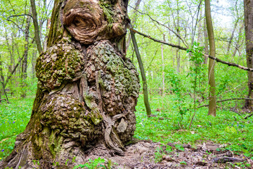 Burls on oak tree trunk in spring day