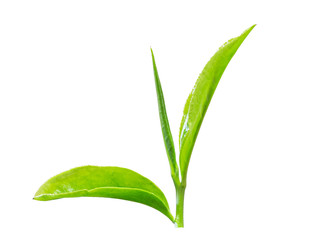 Isolated green tea leaf on white background