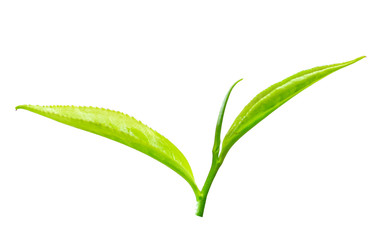 Isolated green tea leaf on white background