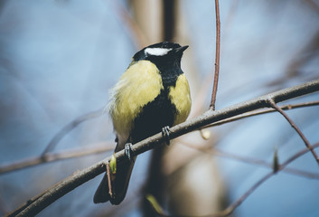 tit sitting in the Park on a tree