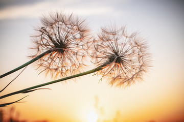 Two beautiful dandelions, yellow salsify, and the light of the setting sun