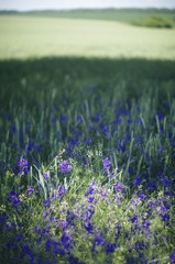  field of bright blue flowers