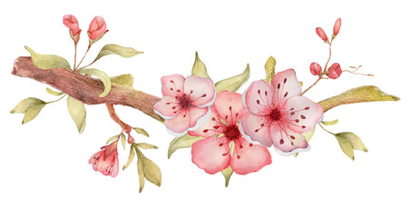 Obraz na płótnie Canvas Sakura branch with flowers watercolor illustration. Blossom petal bouquet 