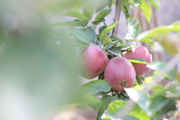 ripe apples on the branches
