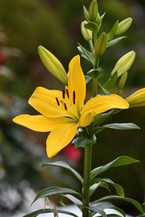 Obraz premium 百合の花