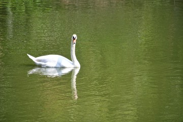 white swan in lake