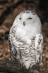 beautiful portrait of snowy owl