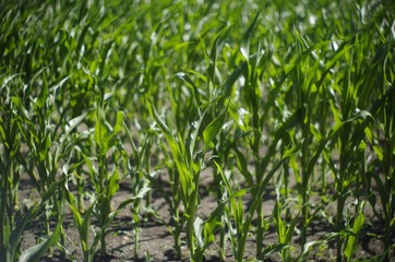 Obraz premium field of corn