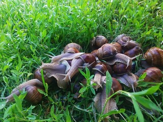 many snails on the grass