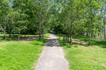 Fototapeta na wymiar twisting path in the park trees alley