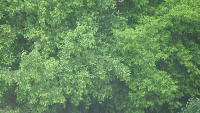Pouring Rain Tapping on Green Leaves of Wild Apple and Maple Trees on a Summer Day.