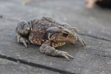 frog